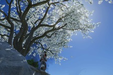 対馬で見た花の名前をあなたは知っていますか？『Ghost of Tsushima』の美しい花々を観察！ 画像