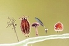 『Machinarium』のAmanita Designが新作『Botanicula』を正式発表 画像