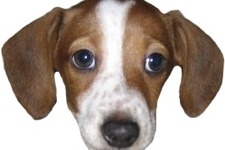 Twitchスタンプの元ネタになった飼い犬「FrankerZ」が天国に…飼い主のスタッフはSNSでコメント 画像