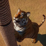 動物園運営シム『Planet Zoo』ゲームプレイ紹介映像！ インド亜大陸テーマや新たな動物を披露