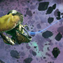 『No Man's Sky』貨物船を全面改修！「Endurance」アップデート配信開始―半額セールも開催中