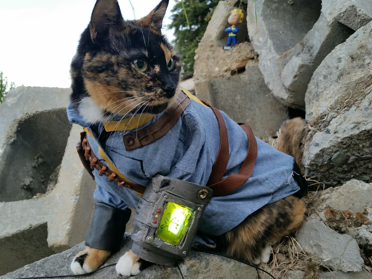Fallout』のVault住民のコスプレをするキュートな猫ちゃん登場！Pip