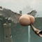 超高難度ハチャメチャACT続編『ALTF42』Steam向けに正式リリース―鶏になってしまった王を救う騎士の旅は理不尽で意地悪な罠だらけ