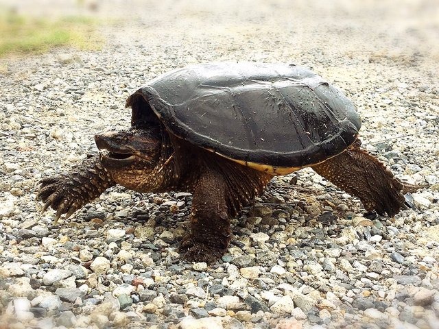 『あつまれ どうぶつの森』意外とおいしい！？「カミツキガメ」ってどんな生き物？【平坂寛の『あつ森』博物誌】