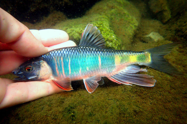 雑魚のくせして超キレイ！『あつまれ どうぶつの森』で釣れるオイカワってどんな魚？【平坂寛の『あつ森』博物誌】