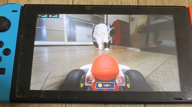 『マリオカート ライブ ホームサーキット』で飼い猫を眺めてみた！ 低視点がこれまでにない新鮮さを生み、猫はいつも通り気まぐれ・・・